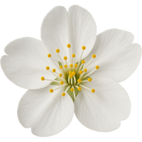 whitesakuraflower Discord emoji