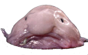 Blobfish blob emoji
