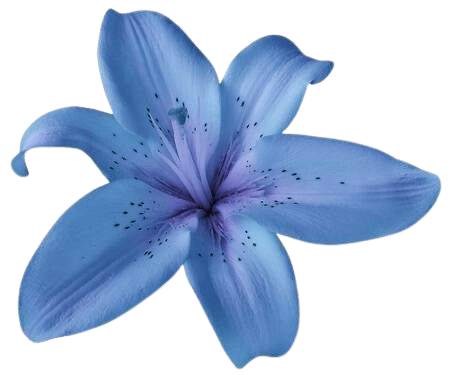 flower Discord emoji
