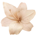 flower4 Discord emoji