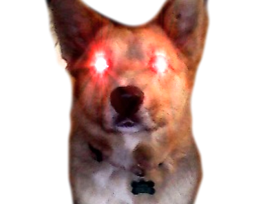 TriggeredDoggo Discord emoji