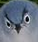 angerybird Discord emoji