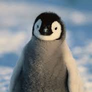 pengu Discord emoji