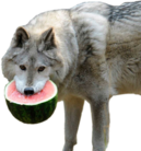 MelonWolf Discord emoji