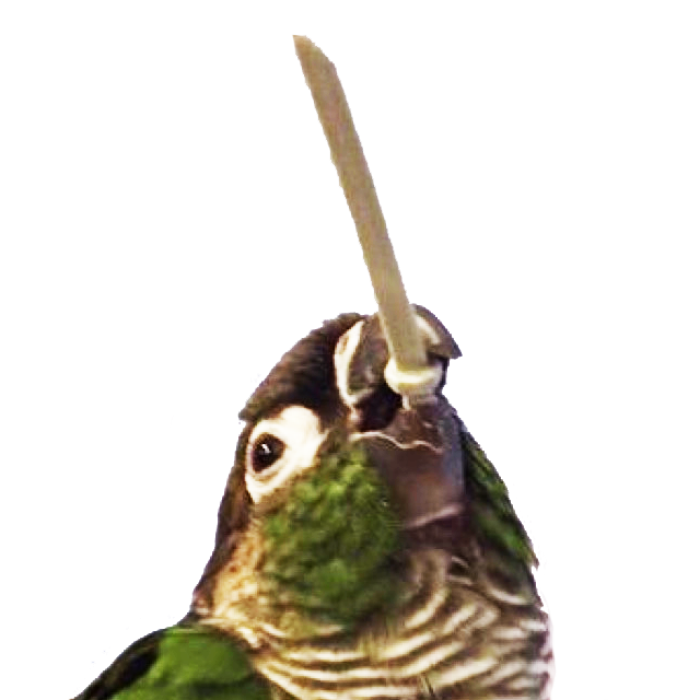 DSKoopabird Discord emoji