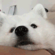boop Discord emoji