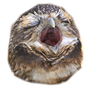 owlscream Discord emoji