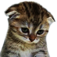 kitten Discord emoji