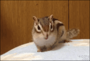 SquirrelGoesCrazy Discord emoji