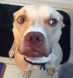 dogno dog emoji