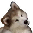 Confused_Dog animated emoji