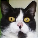 Supercoolcat cat emoji