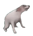 dogdance Discord emoji