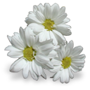 flowers-white Discord emoji