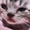cryingkitten Discord emoji