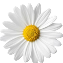 daisy4 Discord emoji