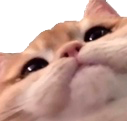 cutecat Discord emoji
