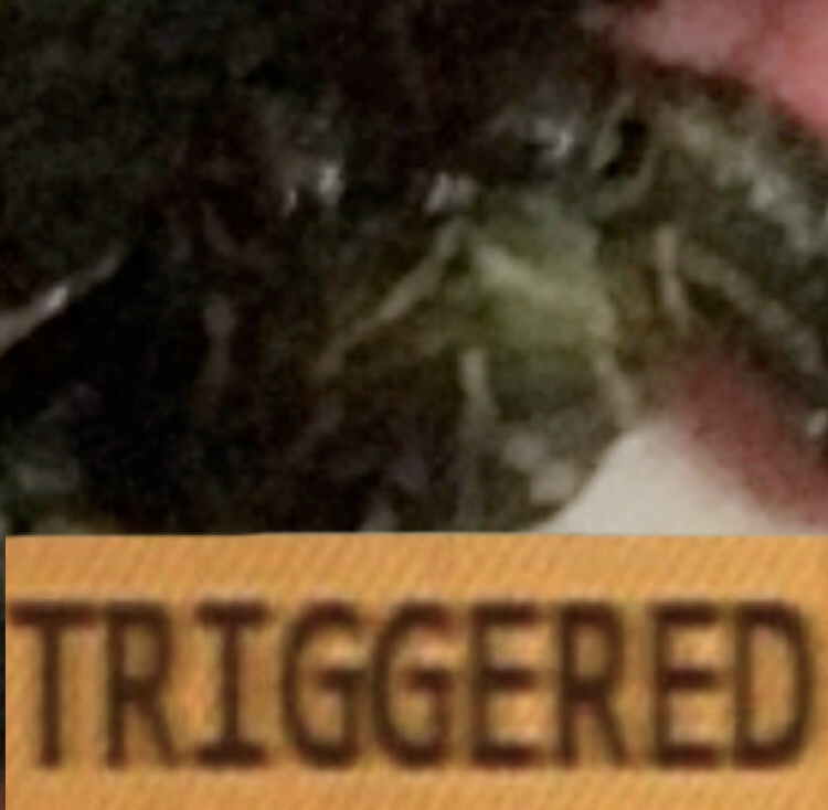 TriggerdTurtle Discord emoji